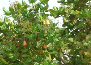 മായിലാടൻ – ഭാഗം 3