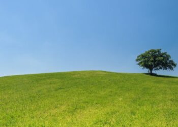 മരം ഒരു വരം