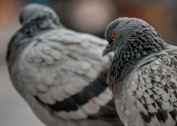 പോലീസും പ്രാവും കള്ളനും