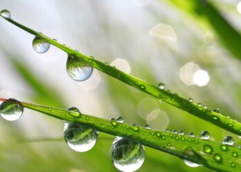 വിരഹതാപം