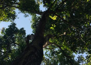 കൊയക്കട്ട