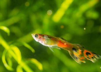 ഗപ്പി കള്ളൻ